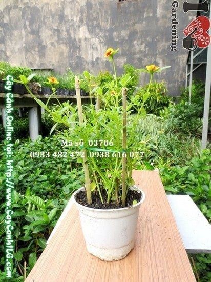 Cây Hoa Mười Giờ Sam – Ý Nghĩa, Cách Chăm Sóc & Mua Bán Sỉ Lẻ Giá Tốt Tại TP.HCM