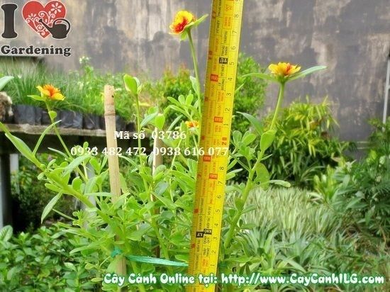 Cây Hoa Mười Giờ Sam – Ý Nghĩa, Cách Chăm Sóc & Mua Bán Sỉ Lẻ Giá Tốt Tại TP.HCM