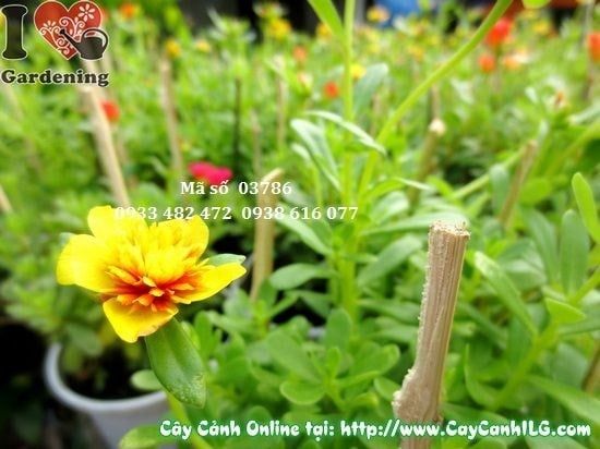 Cây Hoa Mười Giờ Sam – Ý Nghĩa, Cách Chăm Sóc & Mua Bán Sỉ Lẻ Giá Tốt Tại TP.HCM
