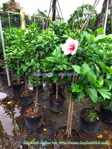 Cây Hoa Râm Bụt 1 Thân Thẳng Cao 80cm