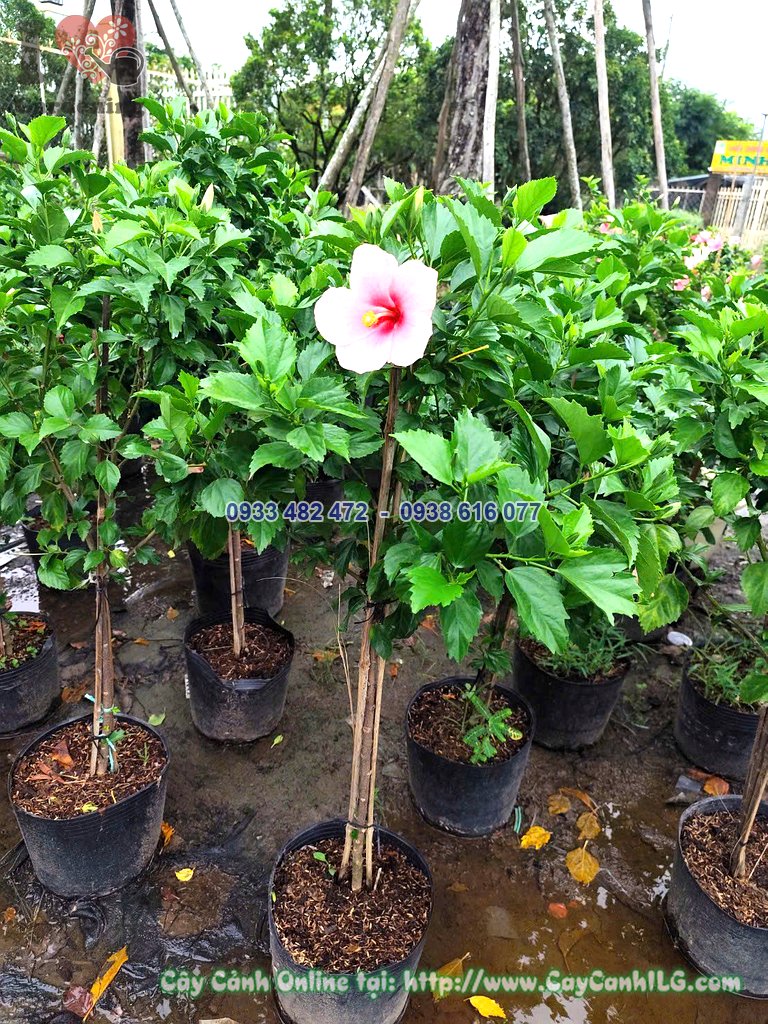 Hoa râm bụt nở rực rỡ trên tán cây thân thẳng cao 80cm