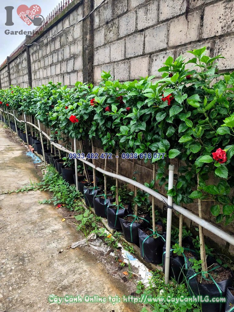 Cây Hoa Râm Bụt 1 thân thẳng cao 80cm trồng làm điểm nhấn sân vườn