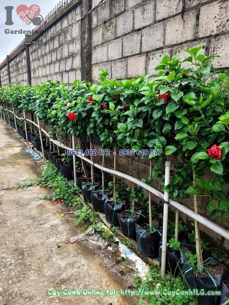 Cây Hoa Râm Bụt 1 Thân Thẳng Cao 80cm