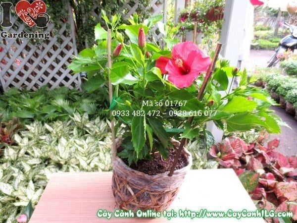Cây Hoa Râm Bụt – Ý Nghĩa, Cách Chăm Sóc & Mua Bán Sỉ Lẻ Giá Tốt Tại TP.HCM