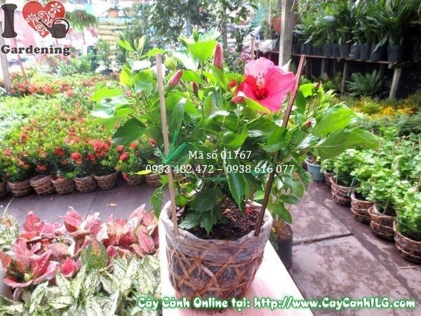 Cây Hoa Râm Bụt – Ý Nghĩa, Cách Chăm Sóc & Mua Bán Sỉ Lẻ Giá Tốt Tại TP.HCM