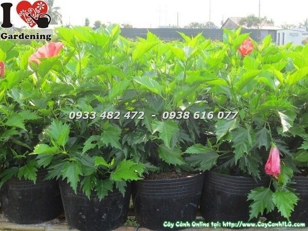 Cây Hoa Râm Bụt – Ý Nghĩa, Cách Chăm Sóc & Mua Bán Sỉ Lẻ Giá Tốt Tại TP.HCM