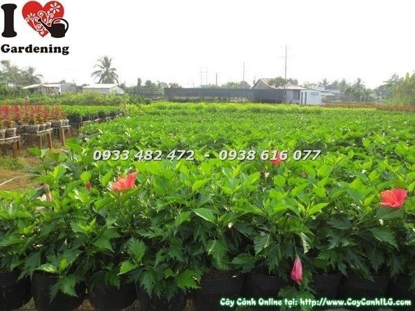 Cây Hoa Râm Bụt – Ý Nghĩa, Cách Chăm Sóc & Mua Bán Sỉ Lẻ Giá Tốt Tại TP.HCM