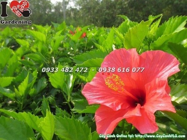 Cây Hoa Râm Bụt – Ý Nghĩa, Cách Chăm Sóc & Mua Bán Sỉ Lẻ Giá Tốt Tại TP.HCM