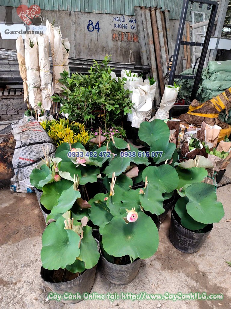 Cây Hoa Sen Thái Cao 40cm trồng chậu