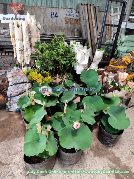 Cây Hoa Sen Thái Cao 40cm