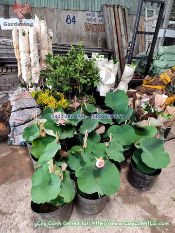 Cây Hoa Sen Thái Cao 40cm