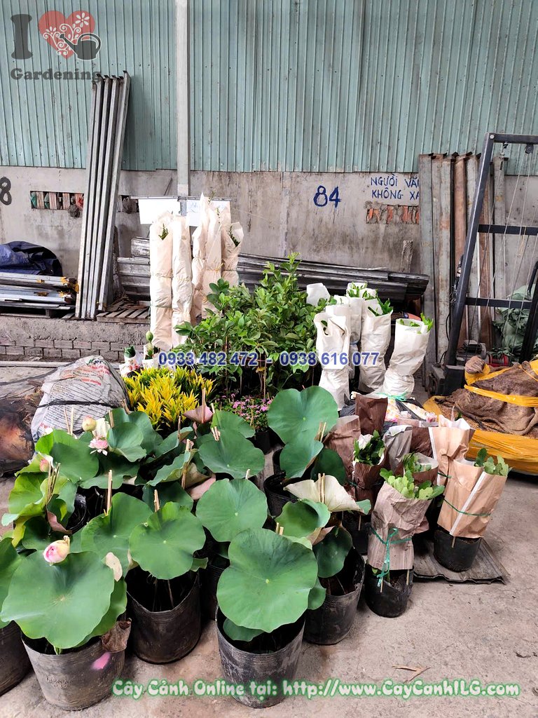 Hoa sen Thái nở rực rỡ trong chậu cao 40cm