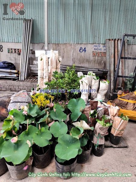 Cây Hoa Sen Thái Cao 40cm