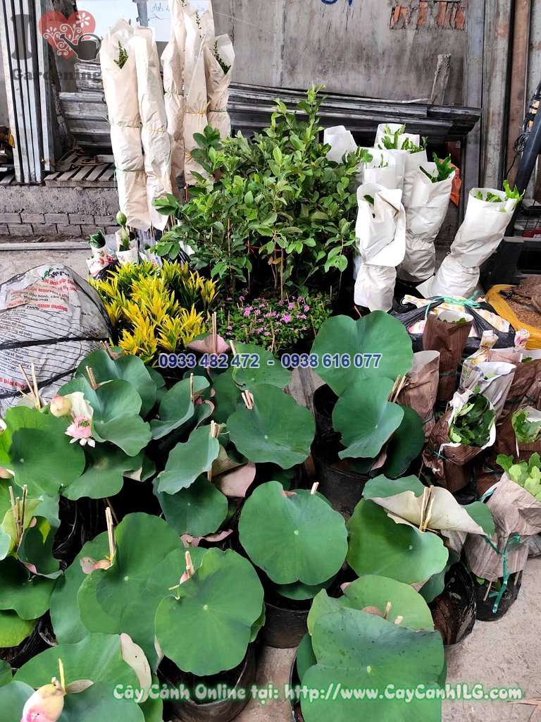 Chi tiết hoa sen Thái cao 40cm
