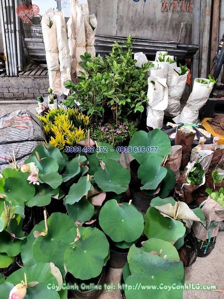 Cây Hoa Sen Thái Cao 40cm