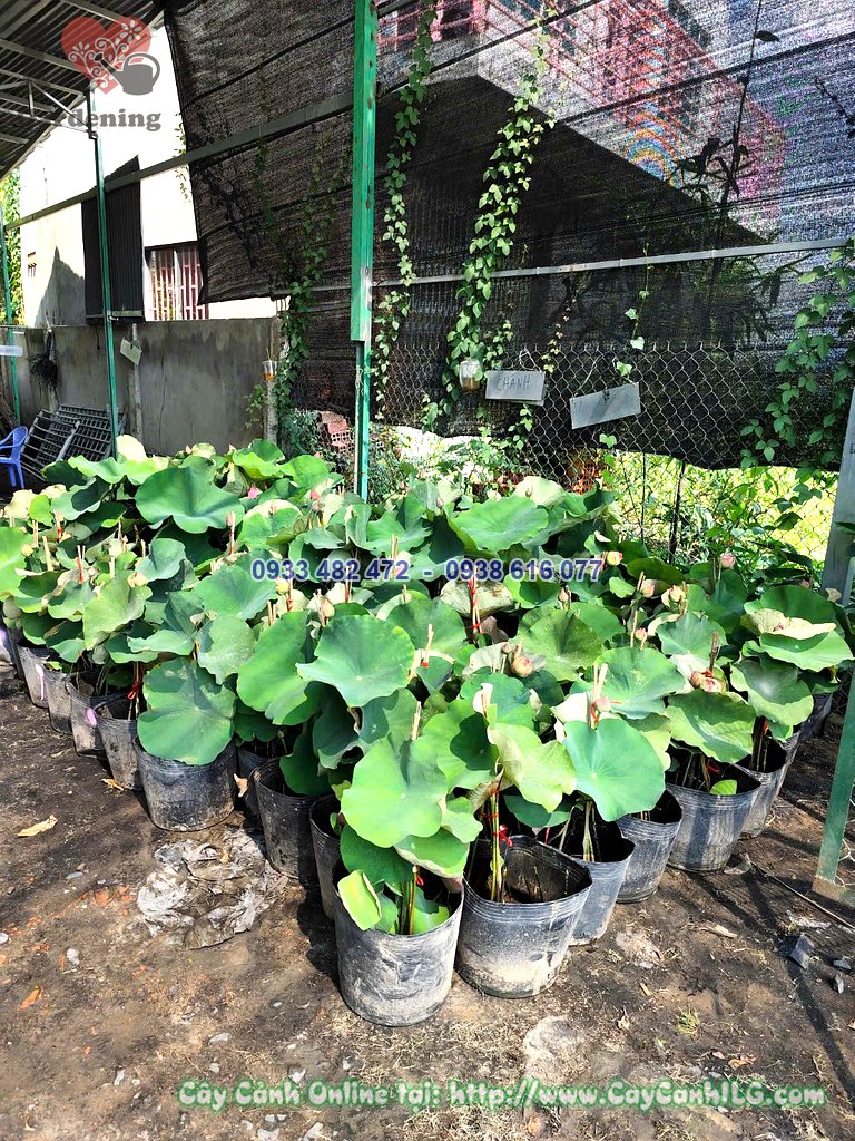 Cây Hoa Sen Thái Cao 40cm trang trí sân vườn