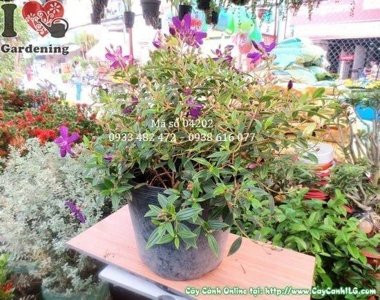 Cây Hoa Sim Tím – Ý Nghĩa, Cách Chăm Sóc & Mua Bán Sỉ Lẻ Giá Tốt Tại TP.HCM