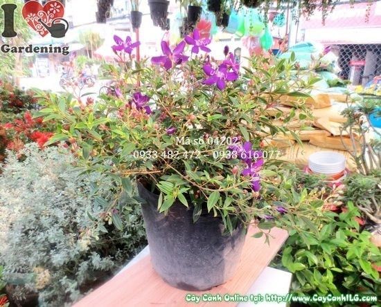 Cây Hoa Sim Tím – Ý Nghĩa, Cách Chăm Sóc & Mua Bán Sỉ Lẻ Giá Tốt Tại TP.HCM