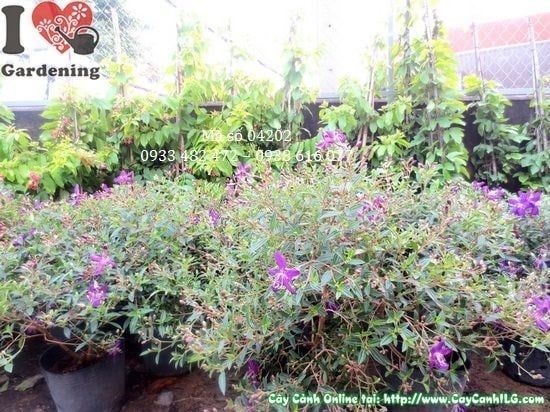Cây Hoa Sim Tím – Ý Nghĩa, Cách Chăm Sóc & Mua Bán Sỉ Lẻ Giá Tốt Tại TP.HCM