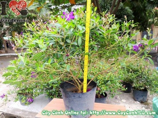 Cây Hoa Sim Tím – Ý Nghĩa, Cách Chăm Sóc & Mua Bán Sỉ Lẻ Giá Tốt Tại TP.HCM