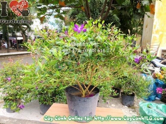 Cây Hoa Sim Tím – Ý Nghĩa, Cách Chăm Sóc & Mua Bán Sỉ Lẻ Giá Tốt Tại TP.HCM
