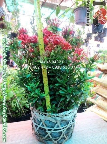 Cây Hoa Trang Đỏ – Ý Nghĩa, Cách Chăm Sóc & Mua Bán Sỉ Lẻ Giá Tốt Tại TP.HCM