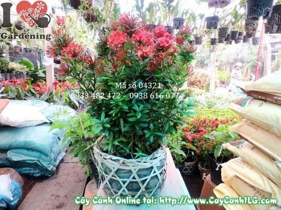 Cây Hoa Trang Đỏ – Ý Nghĩa, Cách Chăm Sóc & Mua Bán Sỉ Lẻ Giá Tốt Tại TP.HCM