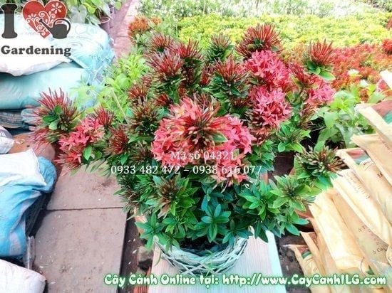 Cây Hoa Trang Đỏ – Ý Nghĩa, Cách Chăm Sóc & Mua Bán Sỉ Lẻ Giá Tốt Tại TP.HCM