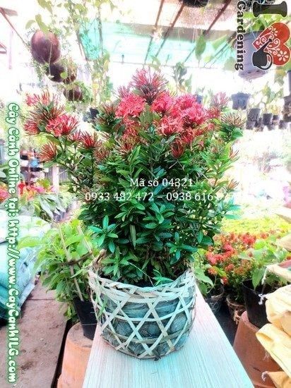Cây Hoa Trang Đỏ – Ý Nghĩa, Cách Chăm Sóc & Mua Bán Sỉ Lẻ Giá Tốt Tại TP.HCM