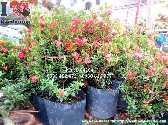 Cây Hoa Trang Đỏ – Ý Nghĩa, Cách Chăm Sóc & Mua Bán Sỉ Lẻ Giá Tốt Tại TP.HCM