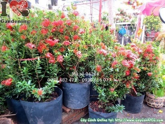 Cây Hoa Trang Đỏ – Ý Nghĩa, Cách Chăm Sóc & Mua Bán Sỉ Lẻ Giá Tốt Tại TP.HCM