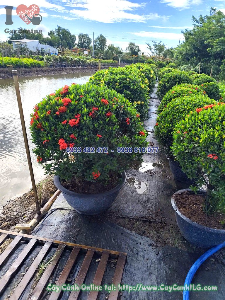 Cây hoa trang đỏ tán tròn cao 60cm dáng cầu đẹp