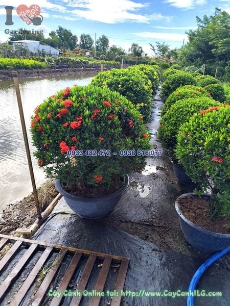 Cây Hoa Trang Đỏ Tán Tròn Cao 60cm