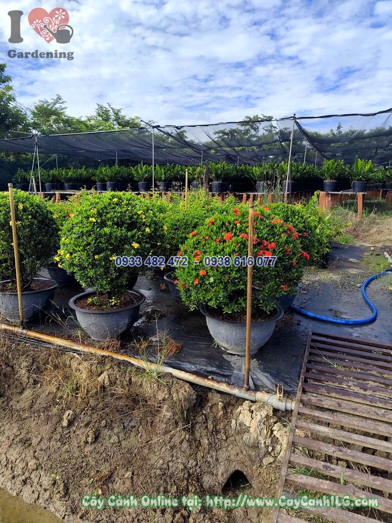 Chi tiết hoa và tán tròn cây hoa trang đỏ 60cm