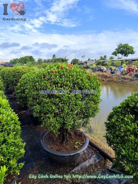 Cây Hoa Trang Đỏ Tán Tròn Cao 60cm