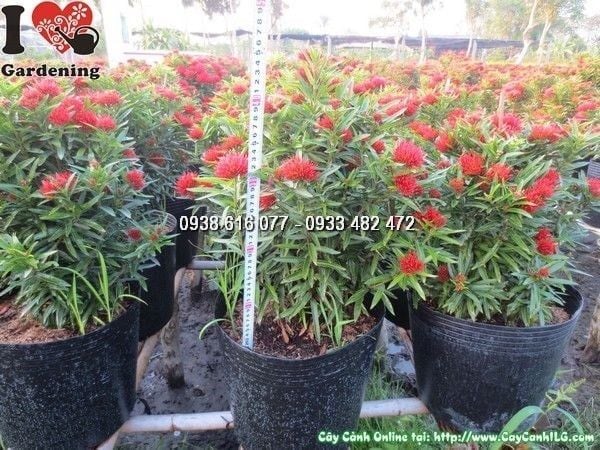 Cây Hoa Trang Kim – Ý Nghĩa, Cách Chăm Sóc & Mua Bán Sỉ Lẻ Giá Tốt Tại TP.HCM