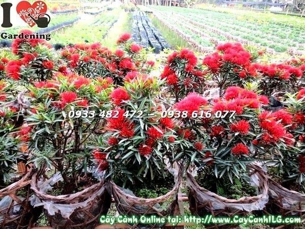 Cây Hoa Trang Kim – Ý Nghĩa, Cách Chăm Sóc & Mua Bán Sỉ Lẻ Giá Tốt Tại TP.HCM