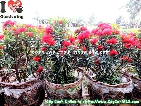 Cây Hoa Trang Kim – Ý Nghĩa, Cách Chăm Sóc & Mua Bán Sỉ Lẻ Giá Tốt Tại TP.HCM