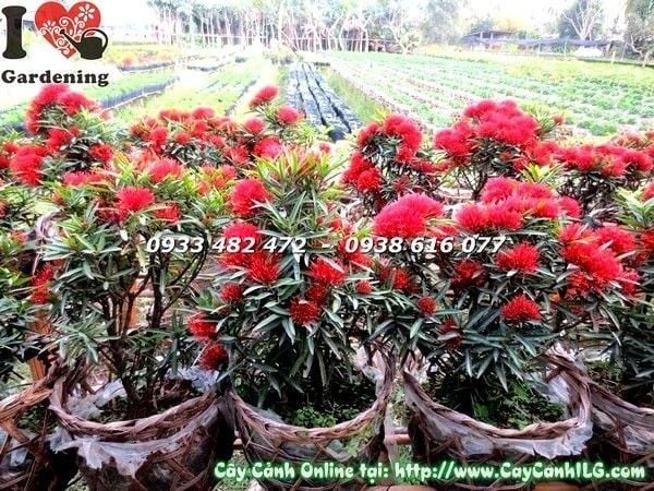 Cây Hoa Trang Kim – Ý Nghĩa, Cách Chăm Sóc & Mua Bán Sỉ Lẻ Giá Tốt Tại TP.HCM