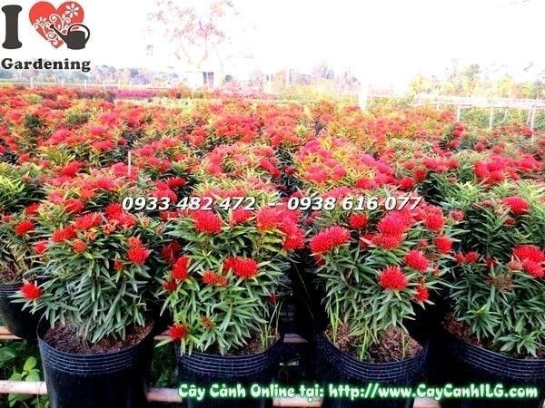 Cây Hoa Trang Kim – Ý Nghĩa, Cách Chăm Sóc & Mua Bán Sỉ Lẻ Giá Tốt Tại TP.HCM