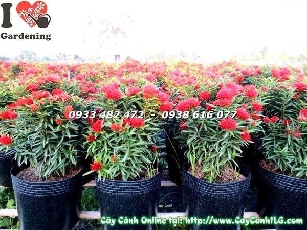 Cây Hoa Trang Kim – Ý Nghĩa, Cách Chăm Sóc & Mua Bán Sỉ Lẻ Giá Tốt Tại TP.HCM