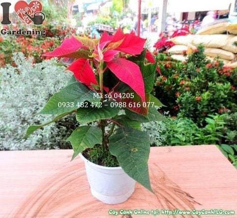 Cây Hoa Trạng Nguyên – Ý Nghĩa, Cách Chăm Sóc & Mua Bán Sỉ Lẻ Giá Tốt Tại TP.HCM