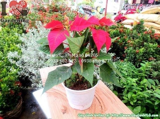 Cây Hoa Trạng Nguyên – Ý Nghĩa, Cách Chăm Sóc & Mua Bán Sỉ Lẻ Giá Tốt Tại TP.HCM