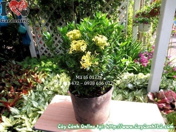 Cây Hoa Trang Vàng – Ý Nghĩa, Cách Chăm Sóc & Mua Bán Sỉ Lẻ Giá Tốt Tại TP.HCM