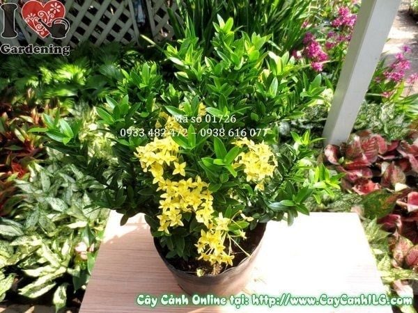 Cây Hoa Trang Vàng – Ý Nghĩa, Cách Chăm Sóc & Mua Bán Sỉ Lẻ Giá Tốt Tại TP.HCM