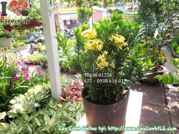 Cây Hoa Trang Vàng – Ý Nghĩa, Cách Chăm Sóc & Mua Bán Sỉ Lẻ Giá Tốt Tại TP.HCM