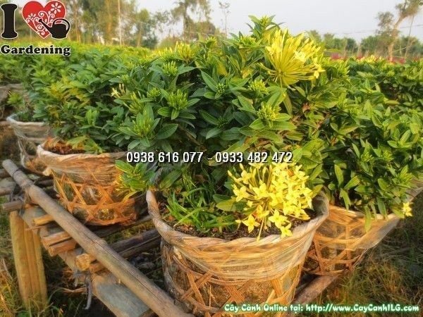 Cây Hoa Trang Vàng – Ý Nghĩa, Cách Chăm Sóc & Mua Bán Sỉ Lẻ Giá Tốt Tại TP.HCM