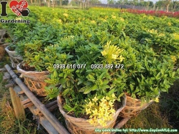 Cây Hoa Trang Vàng – Ý Nghĩa, Cách Chăm Sóc & Mua Bán Sỉ Lẻ Giá Tốt Tại TP.HCM
