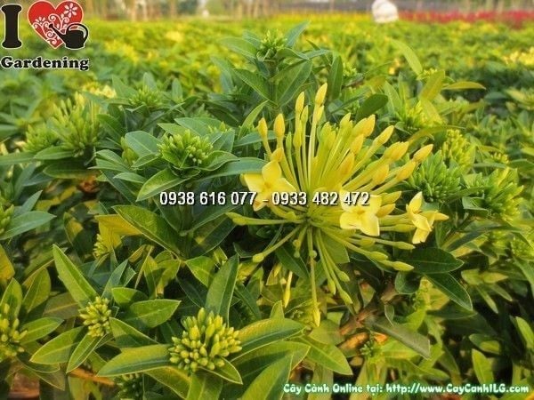 Cây Hoa Trang Vàng – Ý Nghĩa, Cách Chăm Sóc & Mua Bán Sỉ Lẻ Giá Tốt Tại TP.HCM
