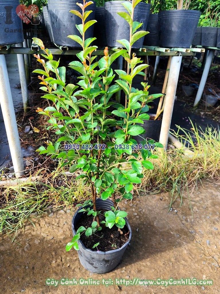 Cây hoa tường vi cao 40cm trồng chậu để bàn